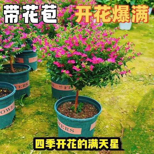 满天星盆栽独杆带花苞阳台庭院好养工程绿化室内四季开花桌面植物