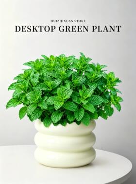 薄荷盆栽可食用植物迷迭香留兰香薄荷大苗叶室内桌面绿植四季好养