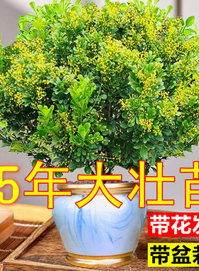 香水米兰花盆栽室内阳台好养老桩树苗四季开浓香型花卉驱蚊绿植物