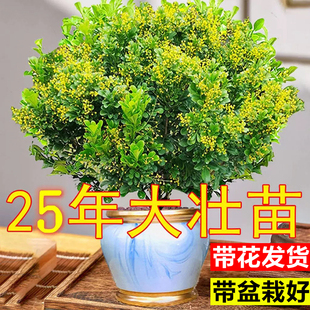 香水米兰花盆栽室内阳台好养老桩树苗四季开浓香型花卉驱蚊绿植物