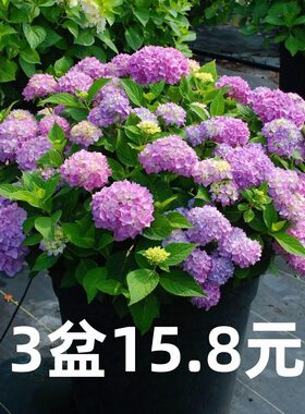 绣球花苗植物无尽夏开花好养的花四季不断盆栽花卉植物室内易养活