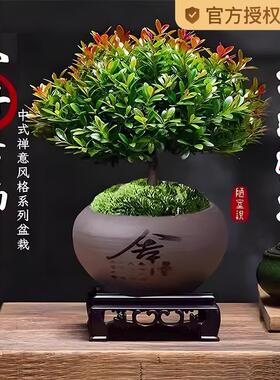 小叶赤楠盆景金丝楠木老桩盆栽苗办公室内花卉桌面小绿植四季好养