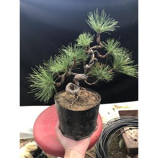 黑松小盆景 盆景盆栽五针松盆景日本三河黑松小苗小型素材
