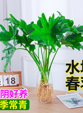 水培植物春羽盆栽蔓绿绒室内龟背竹春雨绿植常青绿萝好养办公桌面