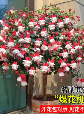 灯笼花倒挂金钟棒棒糖四季开花盆栽带花苞重瓣大花型老桩室内好养