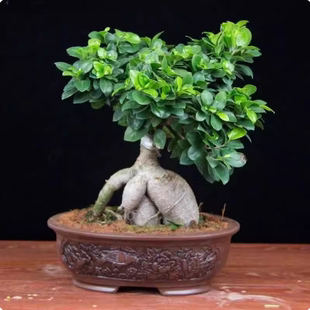 大榕树盆景办公室内桌面客厅绿植花卉四季常青小榕树盆栽易活植物
