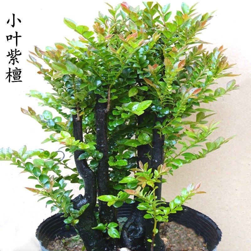 小叶紫檀树苗紫檀盆景四季常青植物观叶花卉盆栽四季好养盆景 鲜花速递/花卉仿真/绿植园艺 绿植 原图主图