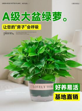 绿萝盆栽室内植物花卉绿植水培长藤垂吊大叶绿箩新房家用净化空气
