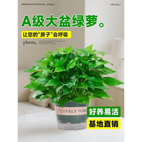 绿萝盆栽室内植物花卉绿植水培长藤垂吊大叶绿箩新房家用净化空气