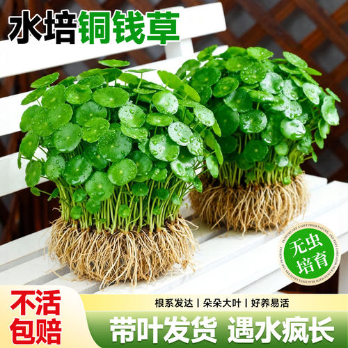 铜钱草水培金特大叶号苗四季土水下好养鱼缸专用正宗老桩盆栽绿植