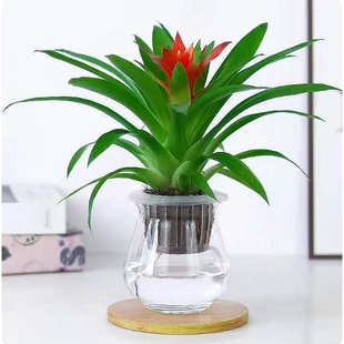 鸿运当头盆栽大盆红掌客厅摆放家养水培花卉植物室内花好养活四季