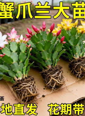 蟹爪兰盆栽带花苞多色花苗四季绿植花卉植物室内螃蟹爪莲开花好养