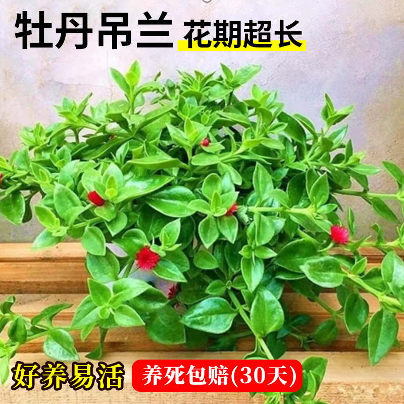 牡丹吊兰盆栽花叶蔓垂吊植物室内阳台四季开花可食用绿植吸甲醛