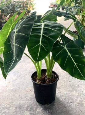 绿天鹅绒海芋盆栽大黑仙女绿植网红板盾海芋室内办公客厅观叶花卉