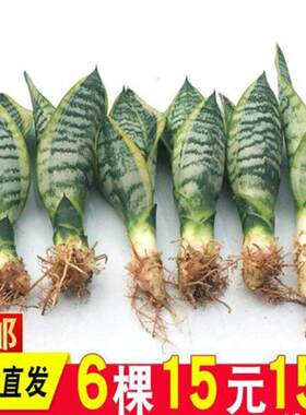 金边虎皮兰多肉植物室内花卉绿植盆栽新房虎尾兰高矮