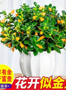 金鱼吊兰盆栽带花苞室内招财旺宅阳台秋冬好养活四季耐寒花卉绿植