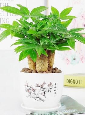 发财树盆栽办公室内桌面小盆景大发财树苗四季好养活招财花卉绿植