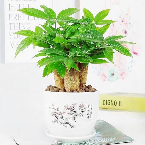 发财树盆栽办公室内桌面小盆景大发财树苗四季好养活招财花卉绿植