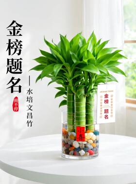 文昌竹4支金榜题名室内书桌水培绿植盆栽富贵竹办公室桌面好养活