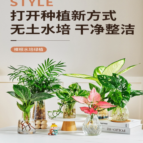 水培造景植物白掌花卉九里香盆栽竹芋绿萝办公室和鱼共生水养鱼缸