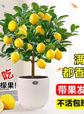 香水柠檬树盆栽带果可食用老桩树苗四季结果室内阳台庭院花卉植物