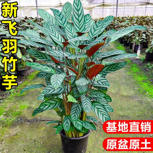 新飞羽竹芋绿植室内盆栽植物客厅桌面四季好养青苹果孔雀竹芋花卉