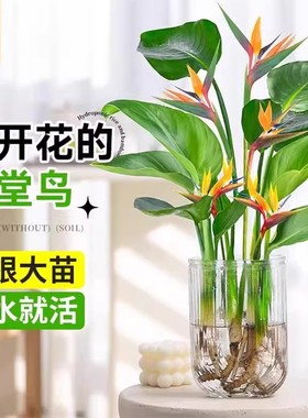 水培植物天堂鸟绿植盆栽花卉植物室内客厅无土水培龟背竹四季常绿
