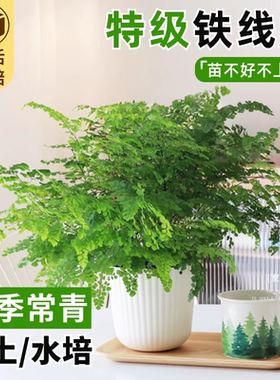 铁线蕨水培植物净化空气耐阴水养蕨类室内好养观叶花卉