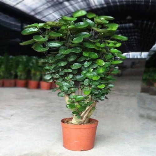 福禄桐圆叶金钱兜大型盆栽室内客厅办公室绿植钱多多金钱树好植物