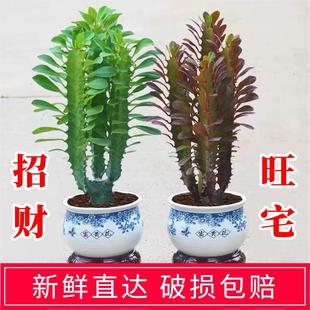 客厅办公室龙骨植物空气镇宅花卉玉麒麟绿植招财盆栽室内净化