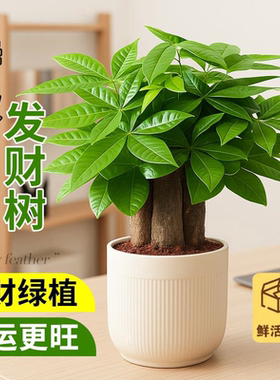 三杆发财树绿植盆栽办公室招财运旺财植物净化空气桌面室内小花卉