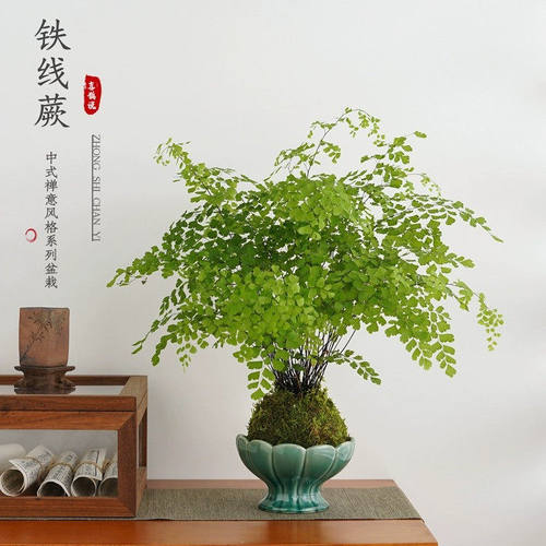 铁线蕨耐阴好养室内绿植苔藓球盆栽水苔附生栽培桌面景观懒人植物