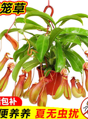 猪笼草盆栽室内阳台客厅办公室桌面绿植花卉植物四季好养活
