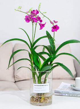 水培植物香水石斛兰盆栽室内净化空气四季开花绿植蝴蝶兰秋石斛兰