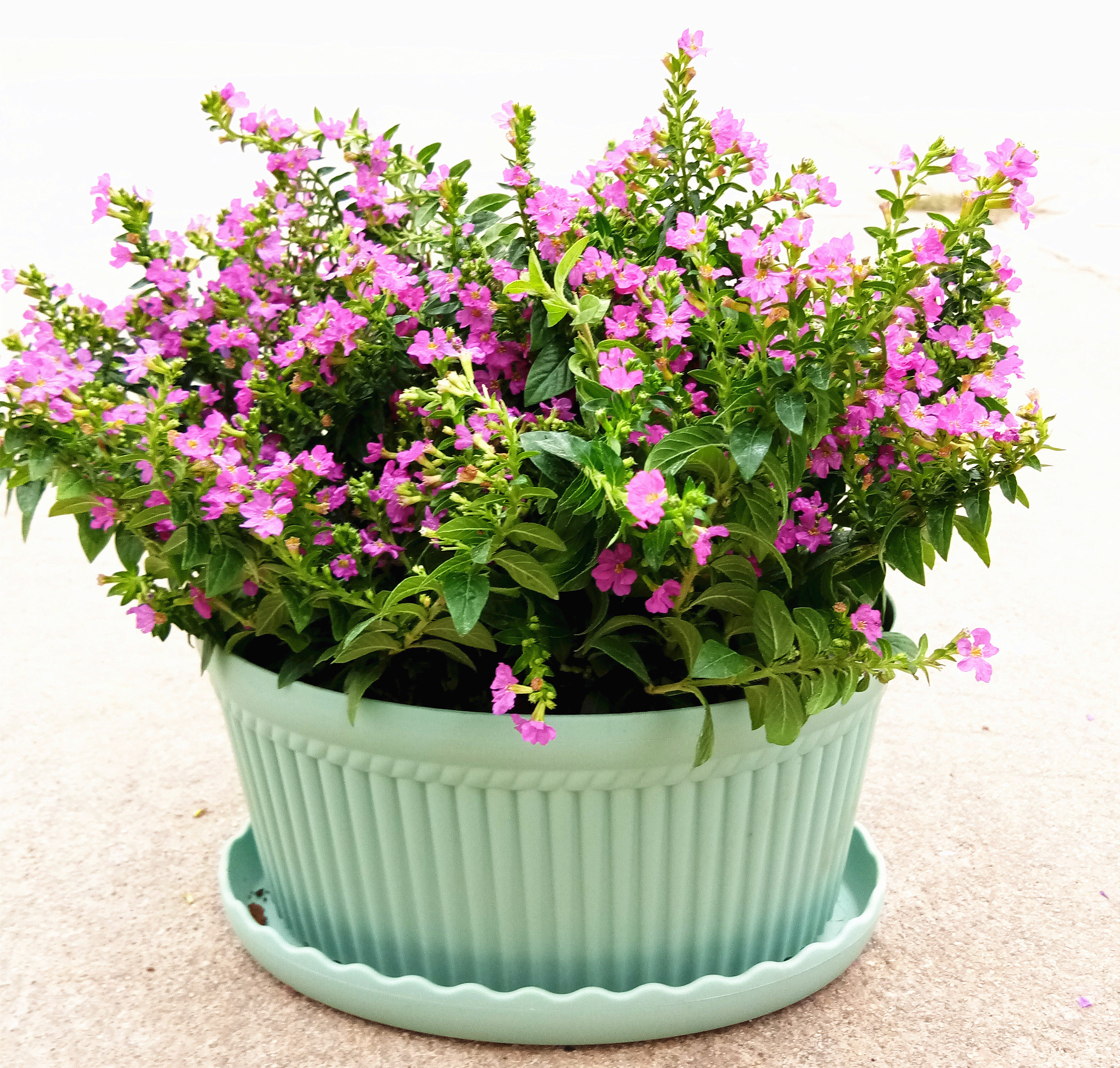 满天星盆栽花卉室内绿植办公室桌面花卉观花植物四季开花常青盆景