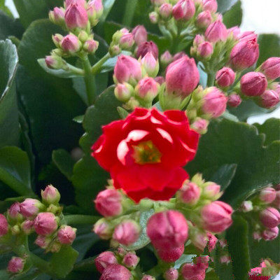 室内绿植盆栽花卉长寿花重瓣带花苞包邮花盆栽花带原土带花苞发货,鲜花速递/花卉仿真/绿植园艺,时令草本花卉,淘宝优惠券,粉丝福利购,淘宝优惠卷