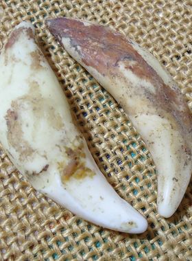 通哥真狗牙牙齿吊坠项链