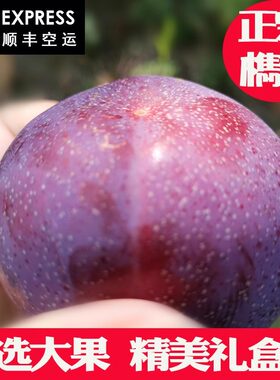 正宗桐乡槜李礼盒桃园檇李