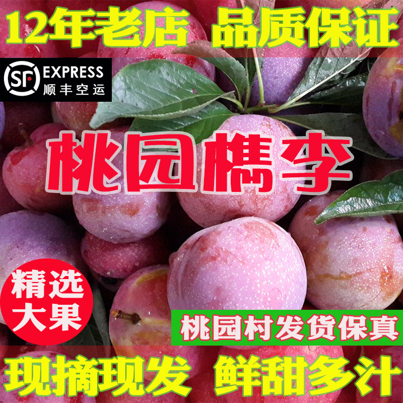 (已下市)正宗桐乡槜李桃园檇李新鲜水果李子醉李果园直发大果