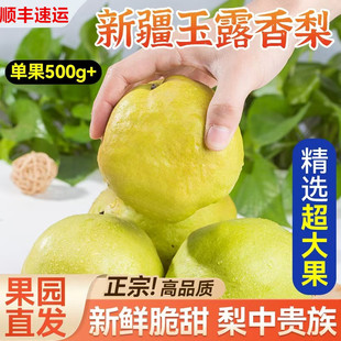 新疆阿克苏玉露香梨子新鲜水果礼盒当季整箱香酥整箱