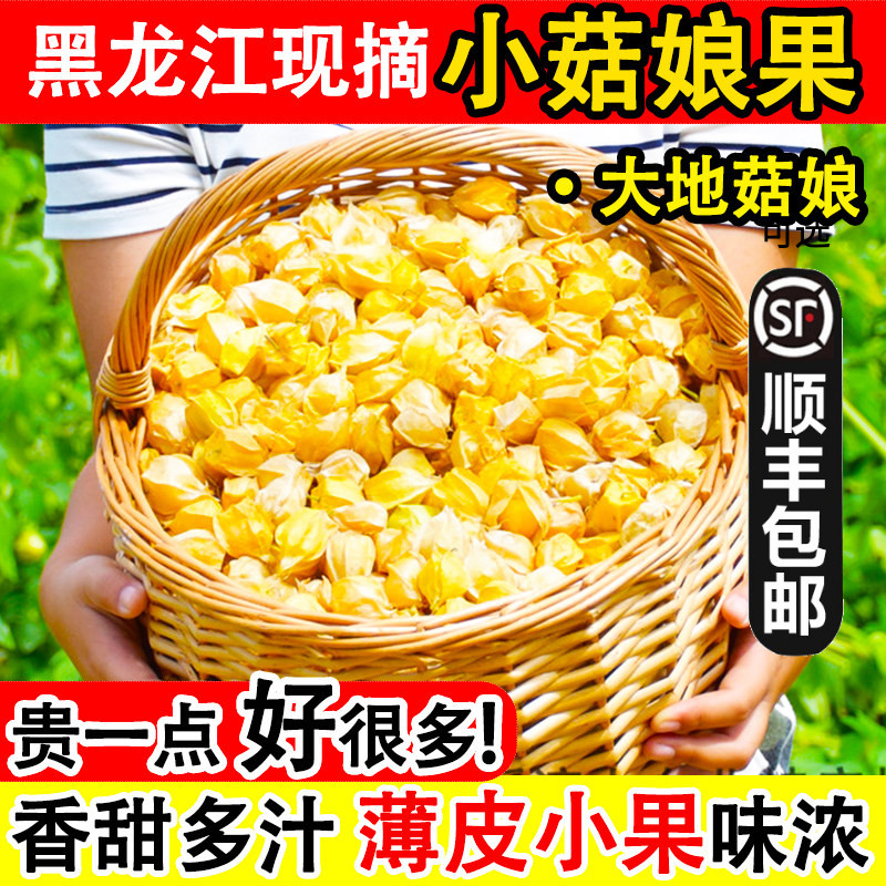 是小菇娘果不是大菇娘东北老品种