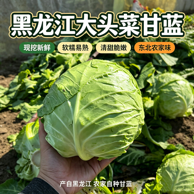 黑龙江现摘大头菜甘蓝卷芯圆白菜