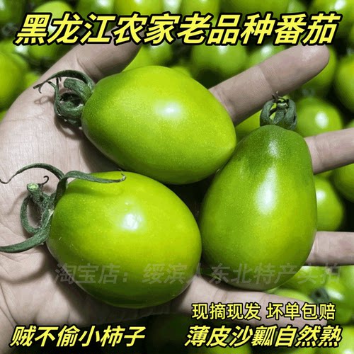 贼不偷老品种沙瓤绿柿子现摘现发