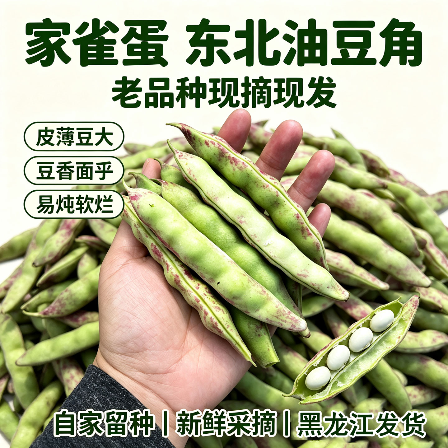 黑龙江老品种家雀蛋豆角豆大现摘