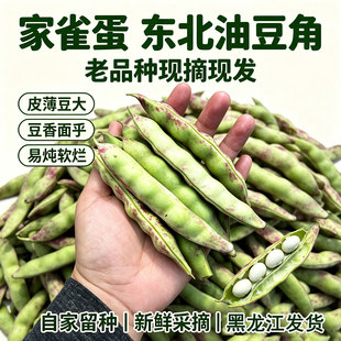 当季黑龙江老品种豆角家雀蛋油豆角豆大面呼东北特产现摘新鲜蔬菜