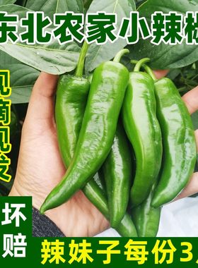 黑龙江辣妹子降价啦！特辣现摘