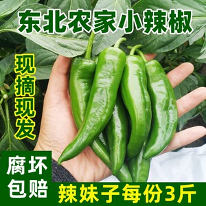 黑龙江辣妹子降价啦！特辣现摘
