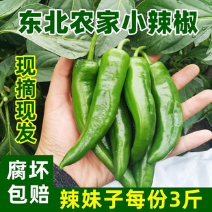 东北辣妹子小辣椒新鲜 黑龙江绿辣椒新鲜特辣农家东北特产青辣椒