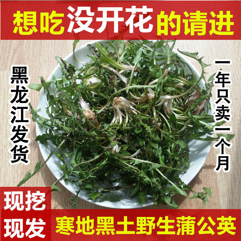 东北纯野生嫩婆婆丁菜蒲公英新鲜生食用现挖可带根特产山野蘸酱菜