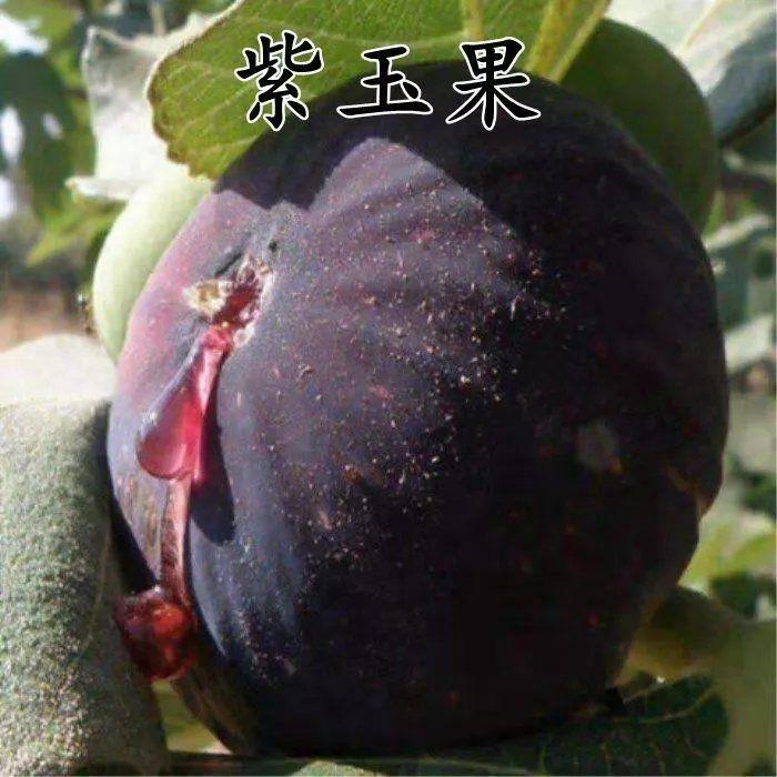 新品种紫玉果无花果树苗盆栽地栽庭院特大当年结果苗南北方种植苗